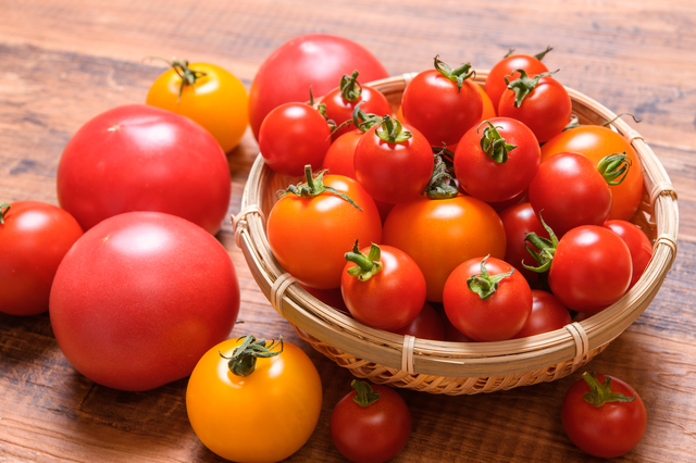 病気や害虫に強いトマトの品種は？「千果」や「桃太郎」がおすすめ