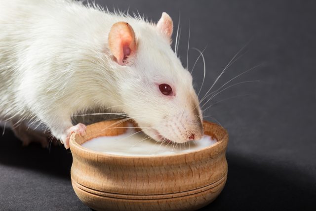 ネズミ駆除に使う殺鼠剤は危険？安全な取り扱いと効果的な使い方
