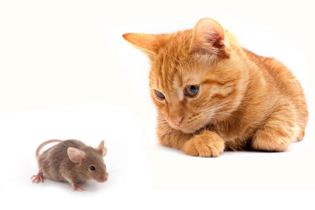 ネズミ駆除にネコを飼うのは効果あり！？ネズミの天敵と弱点を知ろう