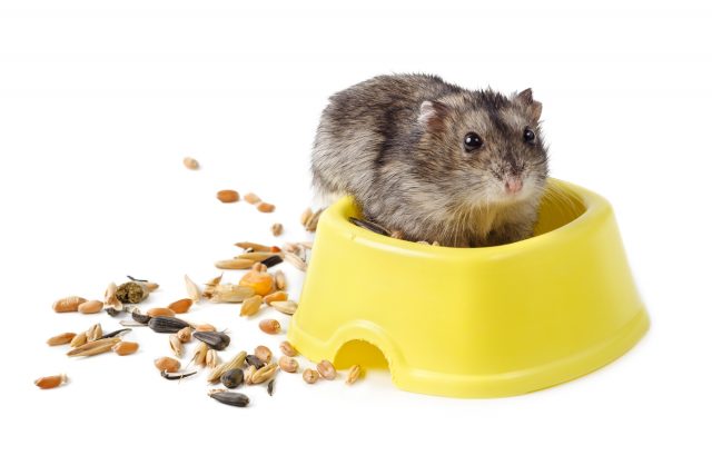 ネズミの糞は感染症や悪臭の原因に！駆除の前に糞の見分け方をチェック